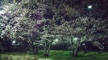 夜桜
