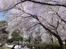 桜の木の下でランチ
