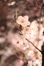 そろそろ、桜　満開ですね♪