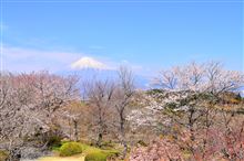 2015　　-春ー　　岩本山公園周辺
