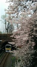 東京の桜は満開です