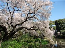 ４月、春です！桜満開♪