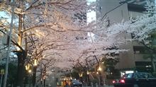 ＳＡＫＵＲＡ