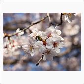 世田谷某所の桜