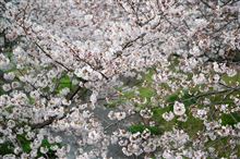桜の”浴槽”にお入り、、、