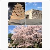 江戸城？ と 桜  （*^_ ...