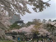 岡崎城の桜並木