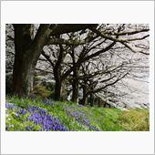 桜色舞うころ・・・ご無沙汰し ...