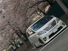 さよなら・・・黄砂! こんにちわ桜ヾ(o´∀`o)ノ 春一番と共にやって来たのは極太コンビ?w の巻ぃ~ さよなら・・・黄砂! こんにちわ桜ヾ(o´∀`o)ノ 春一番と共にやって来たのは極太コンビ?w の巻ぃ~