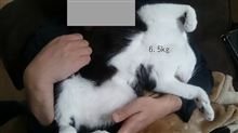 にゃんこが元気になったはいいけど