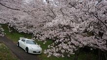 桜 と Ｚ 2015 (^^♪