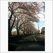 春は好きです。