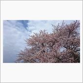 海花空