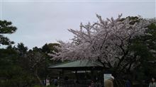 雨の狭間で「お花見」を ！