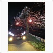 桜の木の下で
