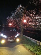桜の木の下で