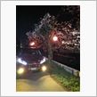 桜の木の下で