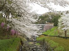埼玉　桜紀行。