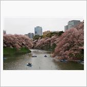 都内桜の名所巡りへ