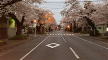 早朝の桜ドライブ 早朝の桜ドライブ