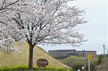 桜とコラボ