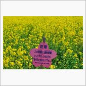 埼玉県　権現堂桜堤　(200 ...