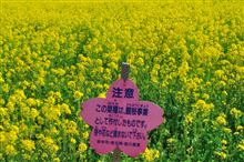 埼玉県　権現堂桜堤　(2008.4)