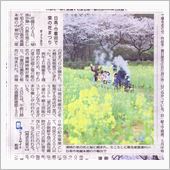 巾着田の菜の花
