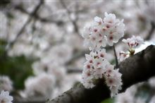 bye bye SAKURA…