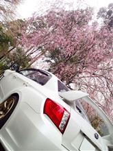 やっぱり桜・・・