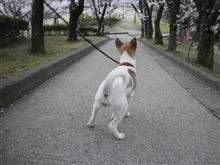 圧巻の桜！！