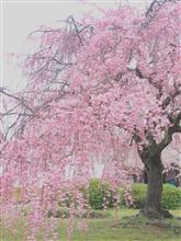 桜 2015　　おまけ付