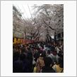 今年度もさくら祭りは最高！