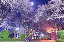 月夜の桜
