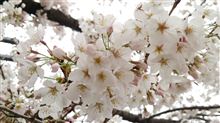 桜・サクラ・さくら♪