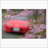 桜彩る春。