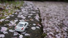 高知で桜三昧(^_-)-☆