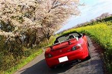 ご近所桜パトロールと春休みのお嬢様