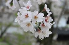 今日から…。