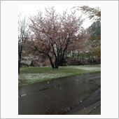 春の雪