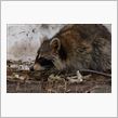 ある日森の中(ｱﾗｲ)グマさんに出合った