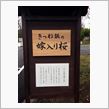きつね坂の嫁入り桜