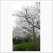 新潟市 満開
