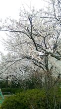 新潟市 満開