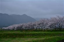 2015春の