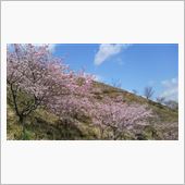 今日の桜その２