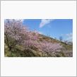 今日の桜その２