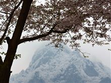 サクラ見物　群馬県編