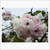 大村桜＆玖島桜＆関山☆彡