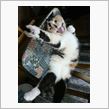 ちょいとお山へブルミー観( ☆∀☆)
